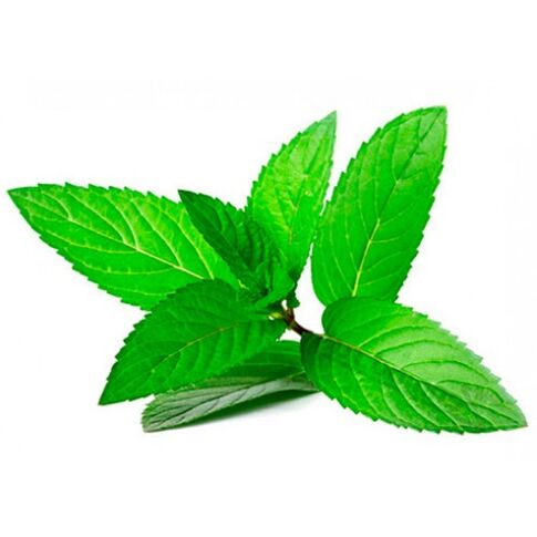 Mint oil in the zexcvbnmqwort cream