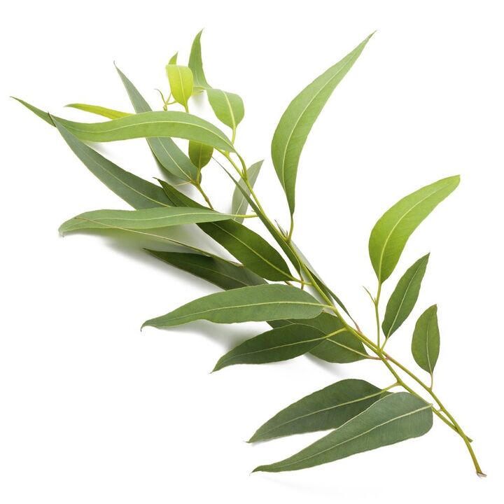 Varicone CONTAINS CONTAINS EUKALIPT EXTRACT